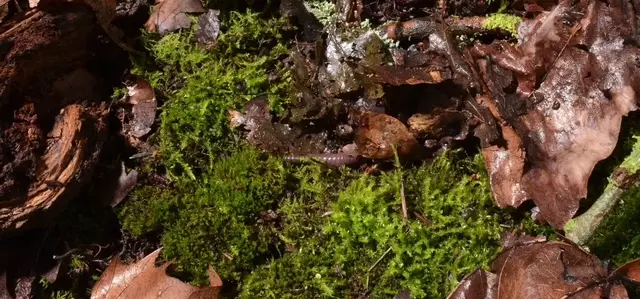 Soil and leaves on the ground